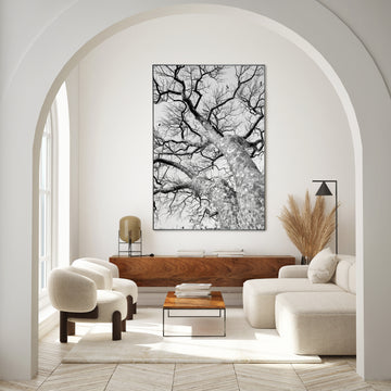 African Star-chestnut